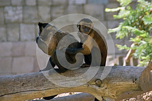 Two monkeys sitting on a branch