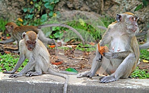 Two monkeys are sitting on concrete, Batu caves