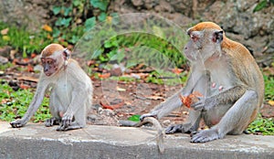 Two monkeys are sitting on concrete, Batu caves