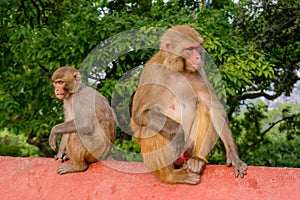 Two monkeys sitting at the fence