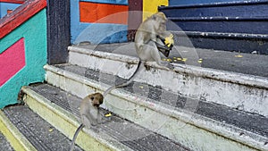 Two monkeys are sitting on the steps of a Hindu temple.