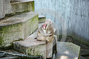 Two monkeys sitting on a stone ledge in Zoo Stuttgart Germany