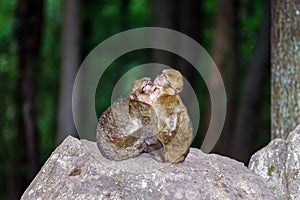 Two monkeys sleeping on the stone