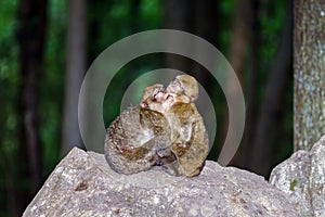 Two monkeys sleeping on the stone photo