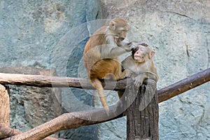 Two monkeys take care sits