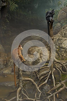 Two Monkeys On Trees