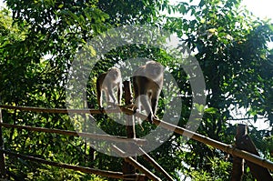 Two monkeys walking on a stick in a green forest.