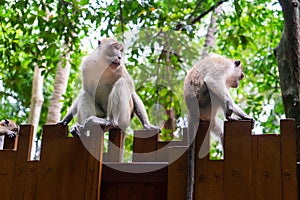two monkeys on wooden wall