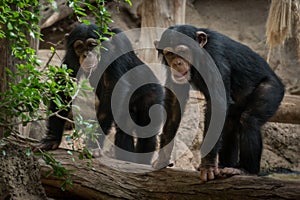 Two monkeys in zoo - two chimpanse monkeys outdoor