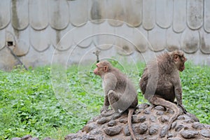 Two monkeys in a zoo, Gwalior, Madhyapradesh, India photo