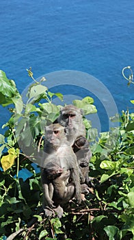 Two of monkies with their child