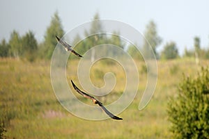 Two Montagus harrier flying over the meadow