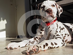 Two-month-old baby Dalmatian stares into the camera! photo