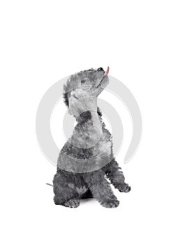 Two month old Bedlington Terrier puppy with its tongue hanging out looks up