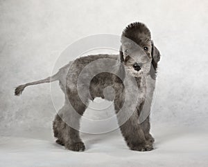 Two month old Bedlington Terrier puppy standing on a light gray background