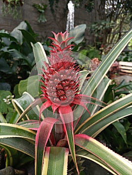 two month old colored young pineapple