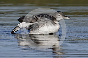 A two-month old Common Loon chick flaps its wings after preenin