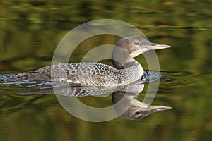 A two-month old Common Loon chick and its reflection in late sum