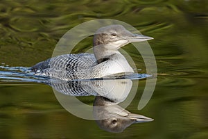 A two-month old Common Loon chick and its reflection in late sum