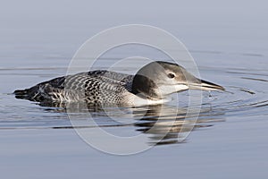 A two-month old Common Loon chick - Ontario, Canada