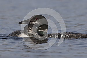 A two-month old Common Loon chick snuggles up next to its mother