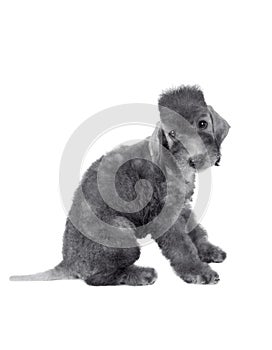 Two month old cute Bedlington Terrier puppy sitting in the studio over white