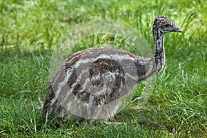 Two-month-old emu (Dromaius novaehollandiae).