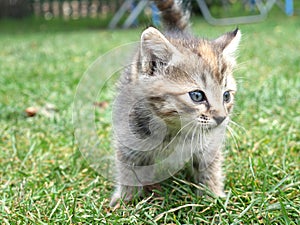 Two month old kitten very small on the green grass. Close