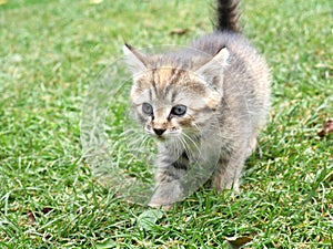 Two month old kitten very small on the green grass. Close