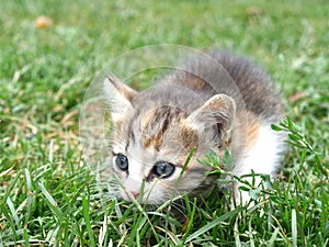 Two month old kitten very small on the green grass. Close