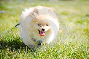 Running Pomeranian puppy with tongue out photo