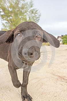 Two month old puppies playing at the beach