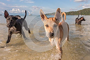 Two month old puppies playing at the beach