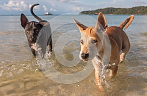 Two month old puppies playing at the beach