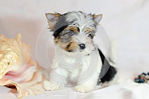 Two month old puppy Biewer-Yorkshire Terrier