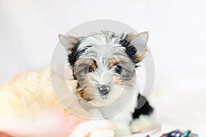 Two month old puppy Biewer-Yorkshire Terrier