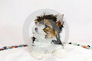 Two month old puppy Biewer-Yorkshire Terrier