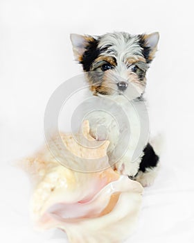 Two month old puppy Biewer-Yorkshire Terrier