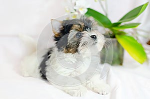 Two month old puppy Biewer-Yorkshire Terrier