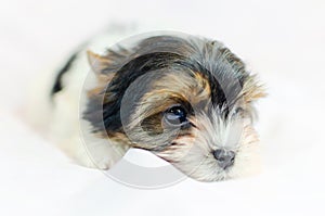 Two month old puppy Biewer-Yorkshire Terrier