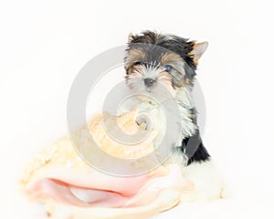 Two month old puppy Biewer-Yorkshire Terrier