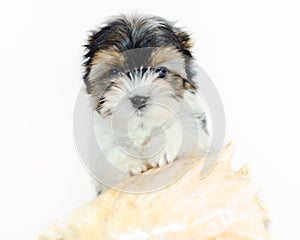 Two month old puppy Biewer-Yorkshire Terrier