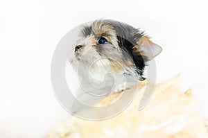 Two month old puppy Biewer-Yorkshire Terrier