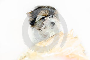 Two month old puppy Biewer-Yorkshire Terrier