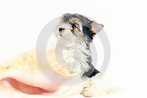 Two month old puppy Biewer-Yorkshire Terrier