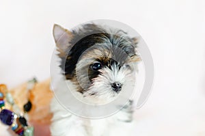 Two month old puppy Biewer-Yorkshire Terrier