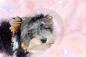 Two month old puppy Biewer-Yorkshire Terrier on a pink floral background.