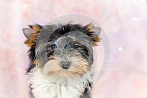 Two month old puppy Biewer-Yorkshire Terrier on a pink floral background.
