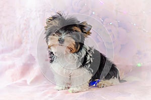 Two month old puppy Biewer-Yorkshire Terrier on a pink floral background.