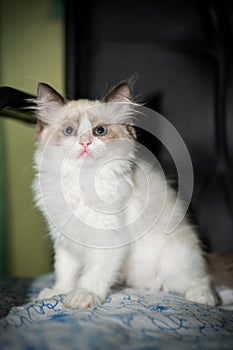Two month old Ragdoll kitten at home